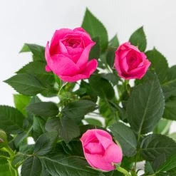 3x Potroos Roze - Rosa – Terras- & Kamerplant – ⌀12cm – ↕20-30cm -GroenThuis Voordeel 1000001790 0102