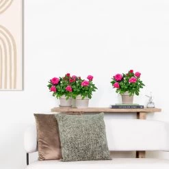 3x Potroos Roze - Rosa – Terras- & Kamerplant – ⌀12cm – ↕20-30cm -GroenThuis Voordeel 1000001790 0103