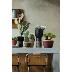 Opuntia 'Rubescens' - Road Kill Cactus - Pot 12 Cm - ↕30 Cm -GroenThuis Voordeel 1000001797 0102