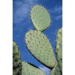 Opuntia 'Rubescens' - Road Kill Cactus - Pot 12 Cm - ↕30 Cm -GroenThuis Voordeel 1000001797 0103