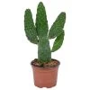 Opuntia 'Rubescens' - Road Kill Cactus - Pot 12 Cm - ↕30 Cm -GroenThuis Voordeel 1000001797
