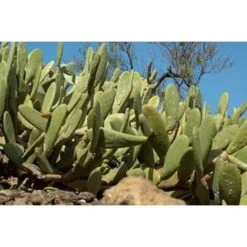 Opuntia 'Rubescens' - Road Kill Cactus 2x - Pot 12 Cm - ↕30 Cm -GroenThuis Voordeel 1000001798 0102