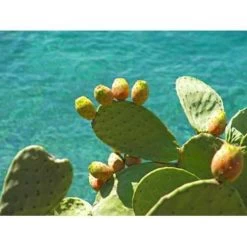 Opuntia 'Rubescens' - Road Kill Cactus 2x - Pot 12 Cm - ↕30 Cm -GroenThuis Voordeel 1000001798 0103