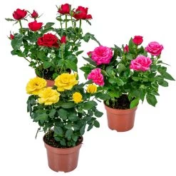 3x Potroos Mix – Rosa – Terras- & Kamerplant – ⌀12cm – ↕20-30cm
