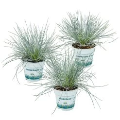 3x Festuca Glauca 'Eisvogel' - Blauw Zwenkgras - ⌀10.5 Cm - ↕15-20 Cm