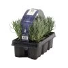 3x 6-pack - Lavandula Angustifolia - Lavendel - ↕15-20 Cm -GroenThuis Voordeel 1000001819