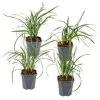 4x Liriope Muscari Moneymaker P17H25 -GroenThuis Voordeel 1000001821