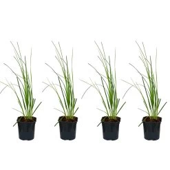 4x Cortaderia Mini Pampas P17H25