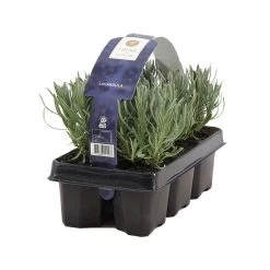 6-pack - Lavandula Angustifolia - Lavendel - ↕15-20 Cm