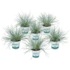6x Festuca Glauca 'Eisvogel' - Blauw Zwenkgras - ⌀10.5 Cm - ↕15-20 Cm