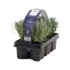 2x 6-pack - Lavandula Angustifolia - Lavendel - ↕15-20 Cm 1 2x 6-pack - Lavandula Angustifolia - Lavendel - ↕15-20 Cm -GroenThuis Voordeel 1000001836