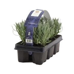 2x 6-pack - Lavandula Angustifolia - Lavendel - ↕15-20 Cm