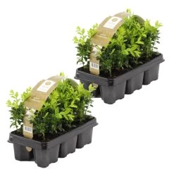 12xBuxus Sempervirens -Haagbuxus -Winterhard-Pot 9 Cm-Hoogte 15-20 Cm
