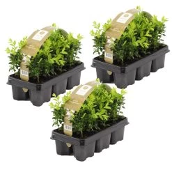18xBuxus Sempervirens -Haagbuxus -Winterhard-Pot 9 Cm-Hoogte 15-20 Cm