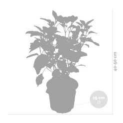 2x Hydrangea 'Strong Annabelle' - Hortensia - ⌀19 Cm - ↕40-50 Cm -GroenThuis Voordeel 1000001841 0102