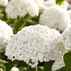 2x Hydrangea 'Strong Annabelle' - Hortensia - ⌀19 Cm - ↕40-50 Cm -GroenThuis Voordeel 1000001841 0103