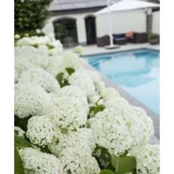 Hydrangea 'Strong Annabelle' - Hortensia - ⌀19 Cm - ↕40-50 Cm -GroenThuis Voordeel 1000001849 0101