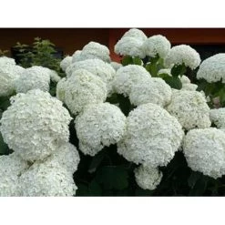 Hydrangea 'Strong Annabelle' - Hortensia - ⌀19 Cm - ↕40-50 Cm -GroenThuis Voordeel 1000001849 0102