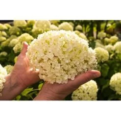 Hydrangea 'Strong Annabelle' - Hortensia - ⌀19 Cm - ↕40-50 Cm -GroenThuis Voordeel 1000001849 0103