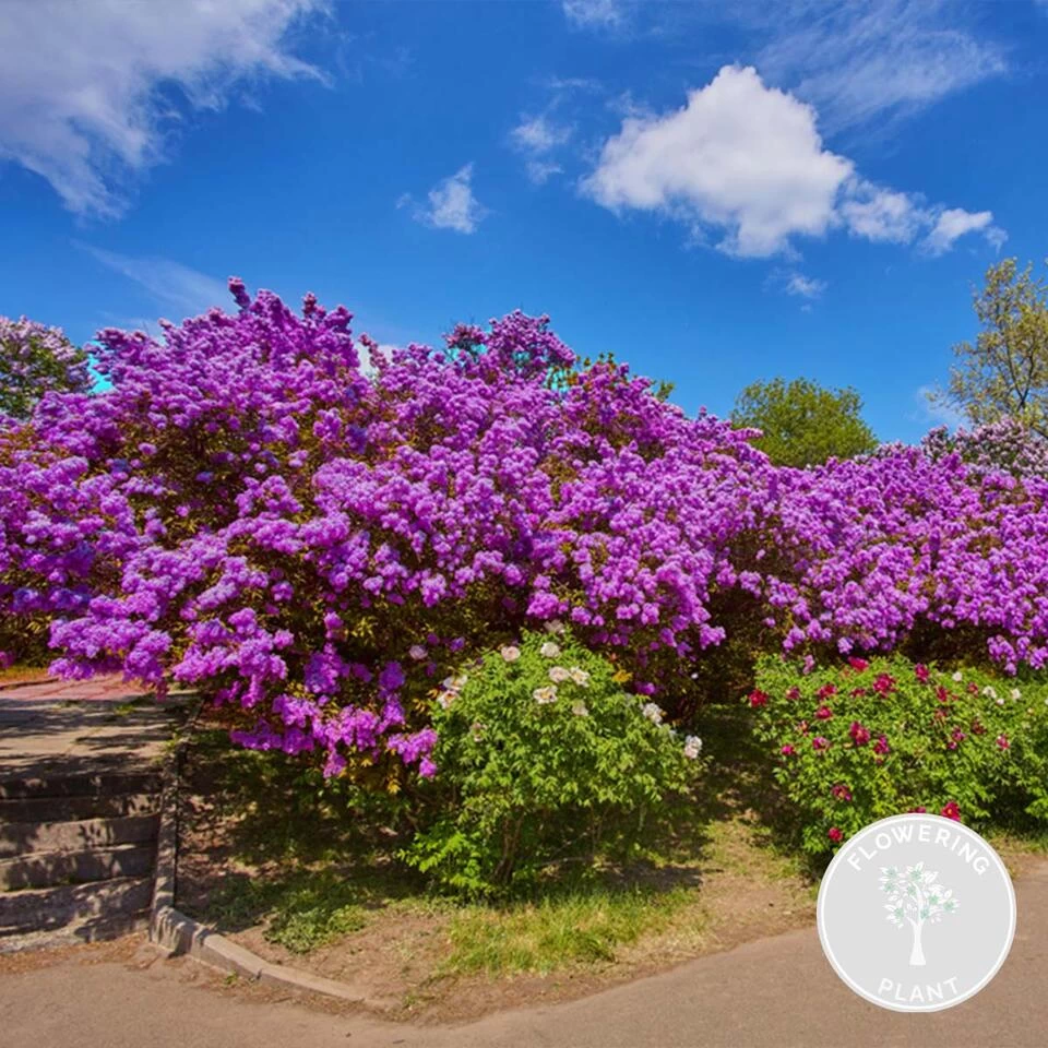 Syringa 'Bloomerang Dark Purple' - Sering - ⌀13 Cm - ↕15-20 Cm 4 Syringa 'Bloomerang Dark Purple' - Sering - ⌀13 Cm - ↕15-20 Cm - Afbeelding 2