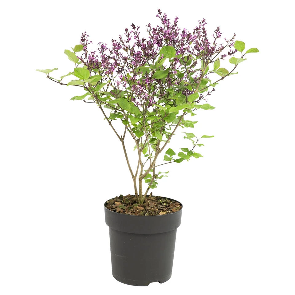 Syringa 'Bloomerang Dark Purple' - Sering - ⌀13 Cm - ↕15-20 Cm 3 Syringa 'Bloomerang Dark Purple' - Sering - ⌀13 Cm - ↕15-20 Cm