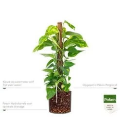 Pokon Scindapsus Incl.watermeter En Voeding -in Mica Era Donker Grijs -GroenThuis Voordeel 1000002334 0101