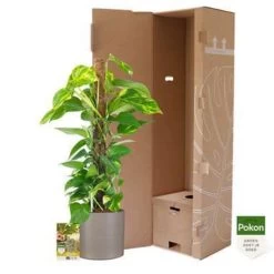 Pokon Scindapsus Incl.watermeter En Voeding -in Mica Era Donker Grijs -GroenThuis Voordeel 1000002334 0103