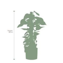 Pokon Scindapsus Incl. Watermeter En Voeding - In Mica Era Pot Goud -GroenThuis Voordeel 1000002336 0102