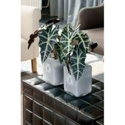 Alocasia Lauterbachiana P19H60 -GroenThuis Voordeel 1000003196 0101