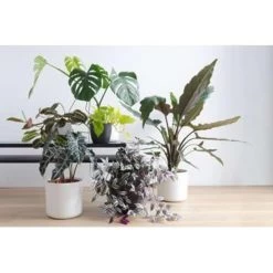 Alocasia Lauterbachiana P19H60 -GroenThuis Voordeel 1000003196 0102