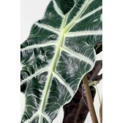 Alocasia Lauterbachiana P19H60 -GroenThuis Voordeel 1000003196 0103