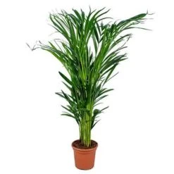 Dypsis Lutescens - Goudpalm - ⌀17 Cm - ↕60-70 Cm