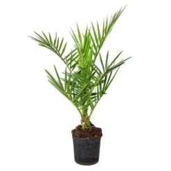 Phoenix Canariensis - Canarische Dadelpalm - ⌀15 Cm - ↕50-60 Cm