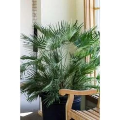 Chamaerops 'Humilis'- Europese Dwergpalm - ⌀21 Cm - ↕60-75 Cm -GroenThuis Voordeel 1000003445 0103