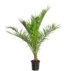 Phoenix Canariensis - Canarische Dadelpalm - ⌀19 Cm - ↕65-85 Cm -GroenThuis Voordeel 1000003449
