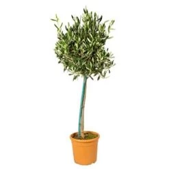 Olea Europaea Incl. PlantGrow - Olijfboom Op Stam -⌀19 Cm - ↕80-90 Cm