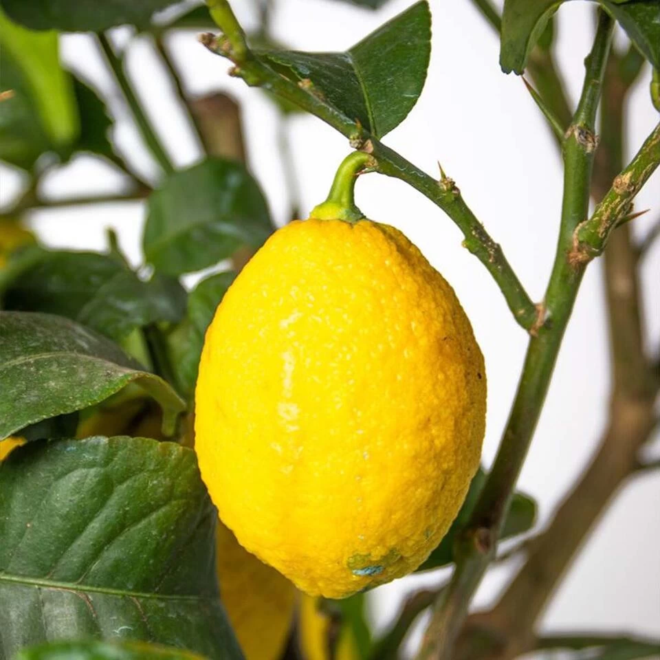 Citrus Limon - Citroenboom - ⌀19 Cm - ↕60-70 Cm 6 Citrus Limon - Citroenboom - ⌀19 Cm - ↕60-70 Cm - Afbeelding 4