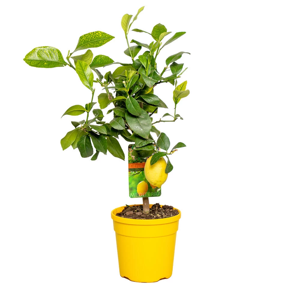 Citrus Limon - Citroenboom - ⌀19 Cm - ↕60-70 Cm 3 Citrus Limon - Citroenboom - ⌀19 Cm - ↕60-70 Cm
