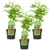 3x Acer Palmatum 'Going Green' – Japanse Esdoorn – ⌀13 Cm - ↕20-25 Cm -GroenThuis Voordeel 1000009683