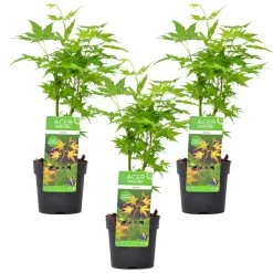 3x Acer Palmatum 'Going Green' β Japanse Esdoorn β β13 Cm - β20-25 Cm