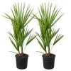 2x Chamaerops Humilis - Europese Dwergpalm - ⌀15 Cm - ↕40-50 Cm -GroenThuis Voordeel 1000010505