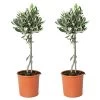2x Olea Europaea - Olijfboom Op Stam - ⌀14 Cm - ↕40-50 Cm