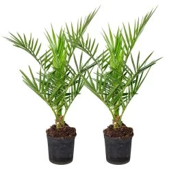 2x Phoenix Canariensis - Canarische Dadelpalm - ⌀15 Cm - ↕50-60 Cm