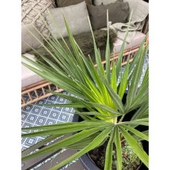 2x Chamaerops 'Humilis' - Buitenplant ⌀19 Cm - ↕50-60 Cm -GroenThuis Voordeel 1000010513 0102