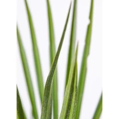 2x Chamaerops 'Humilis' - Buitenplant ⌀19 Cm - ↕50-60 Cm -GroenThuis Voordeel 1000010513 0103