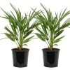 2x Chamaerops 'Humilis' - Buitenplant ⌀19 Cm - ↕50-60 Cm