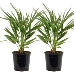 2x Chamaerops 'Humilis' - Buitenplant ⌀19 Cm - ↕50-60 Cm
