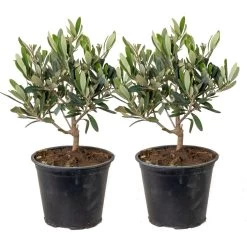 2x Olea Europaea - Olijfboom - ⌀14 Cm - ↕20-30 Cm