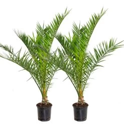 2x Phoenix Canariensis - Canarische Dadelpalm - ⌀19 Cm - ↕80-100 Cm