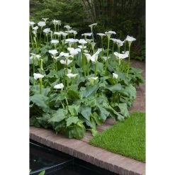 6x Witte Aronskelk - Zantedeschia 'Aethiopica' - Vijverplant ⌀9 Cm